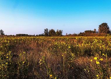 Fallow field in Lomellina