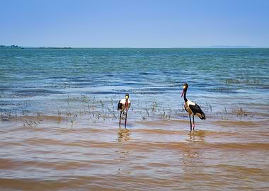 Two saddlebilled storks