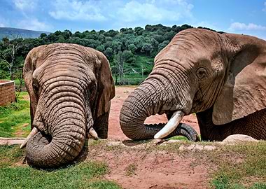 Double Trouble Elephants