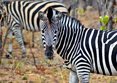 The beautiful zebra