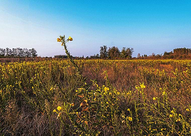 Fallow field in Lomellina
