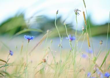 cornflower