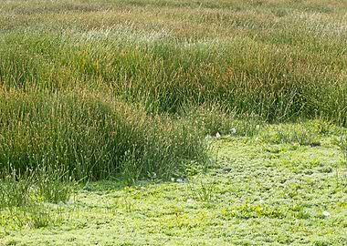 Image Picture Background