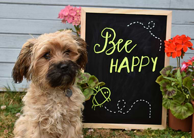 Bee Happy