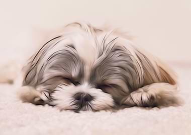 Shih Tzu Sleeping