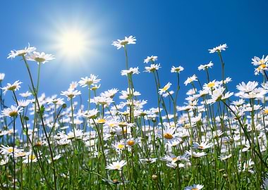 Bloom Blossom Blue Botanic