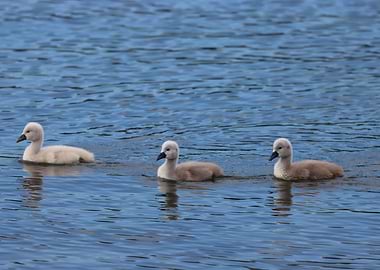 three cute little swans