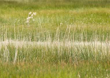 Image Picture Background