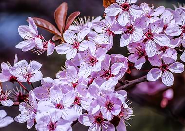 Simple Cherry Blossoms
