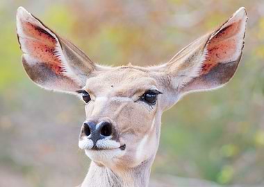 Kudu portrait Africa