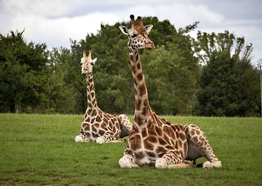 Two giraffes chilling