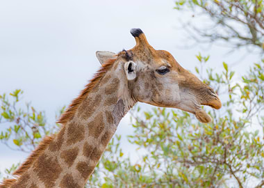 Giraffe profile