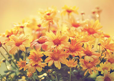 Aroma Background Beautiful