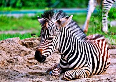 Zebra