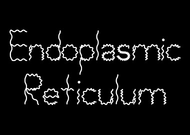 Endoplasmic Reticulum