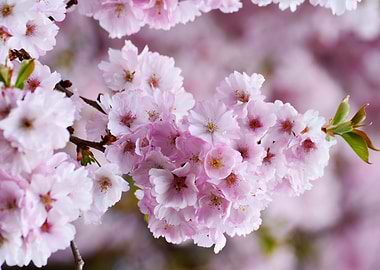 Sweet Cherry Blossoms