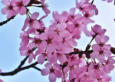 Oriental Cherry Blossoms