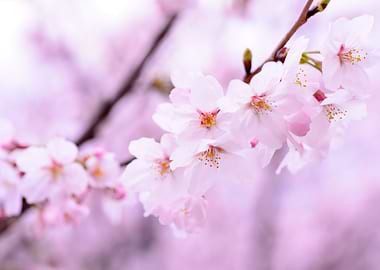 Blushed Cherry Blossoms