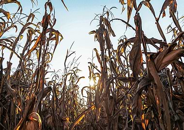 Corn field at sunset
