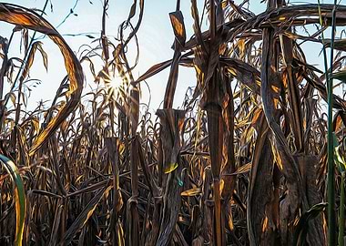 Corn field at sunset