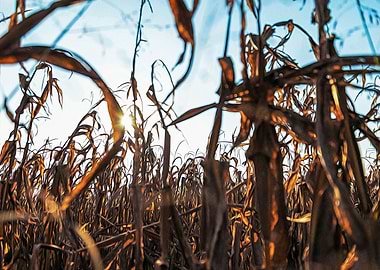 Corn field at sunset