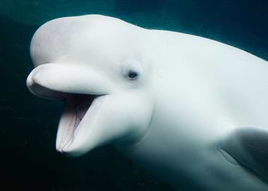 Baluga Whale