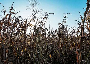 Corn field at sunset