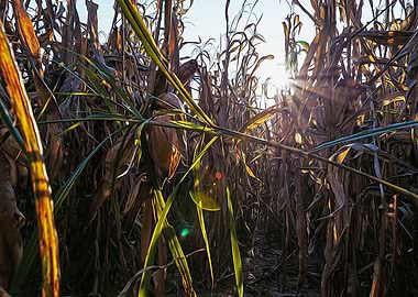 Corn field at sunset