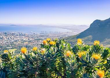 Yellow protea flower