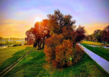 Sunset behind the trees