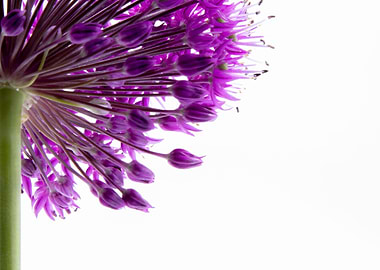 Alium