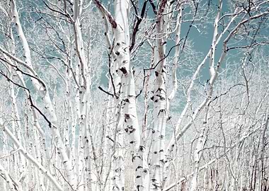 Birch trees