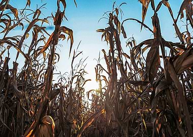 Corn field at sunset