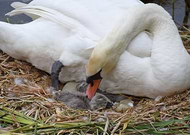 Swan and Cygnets