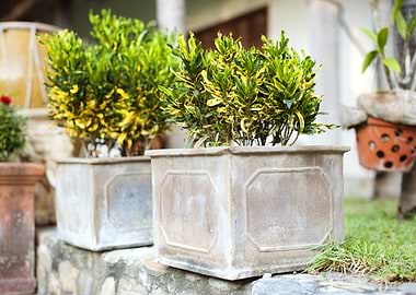 Green Tropical Garden