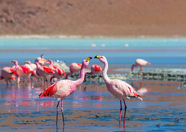 Pink llamingos couple