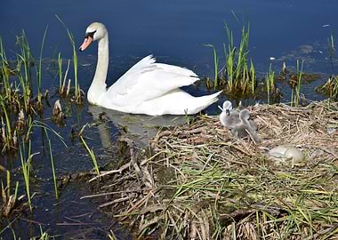 Swan and Cygnets