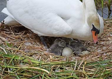 Swan and Cygnets