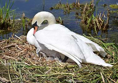 Swan and Cygnets