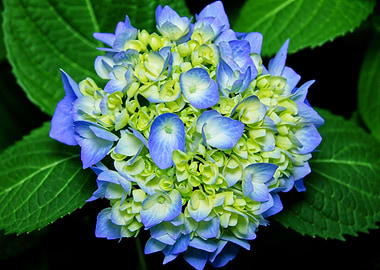 Blue flowers