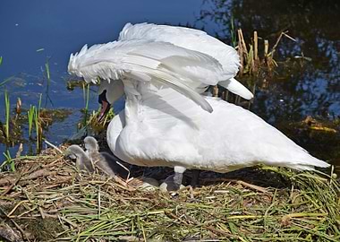 Swan and Cygnets