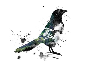 Magpie