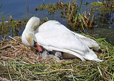 Swan and Cygnets