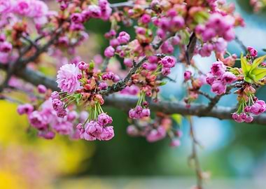 Blooming Tree Branches Wit
