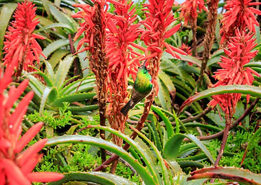 Sunbird feeding in Aloe