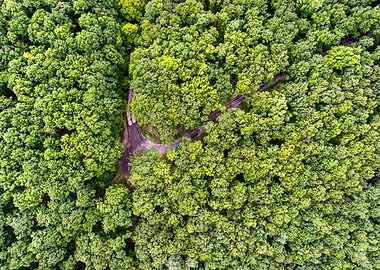 Country Road In Green Sunn