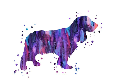 English Cocker Spaniel