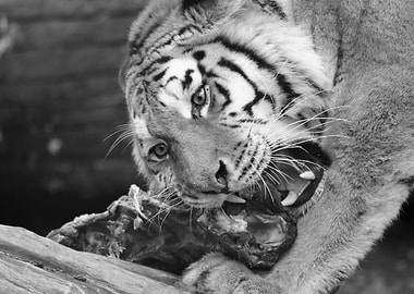 Tiger Zoo Zuerich Swiss