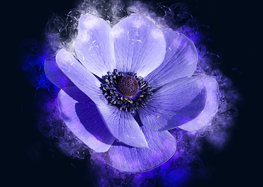 purple Anemone smoky