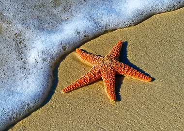 Starfish On Beach